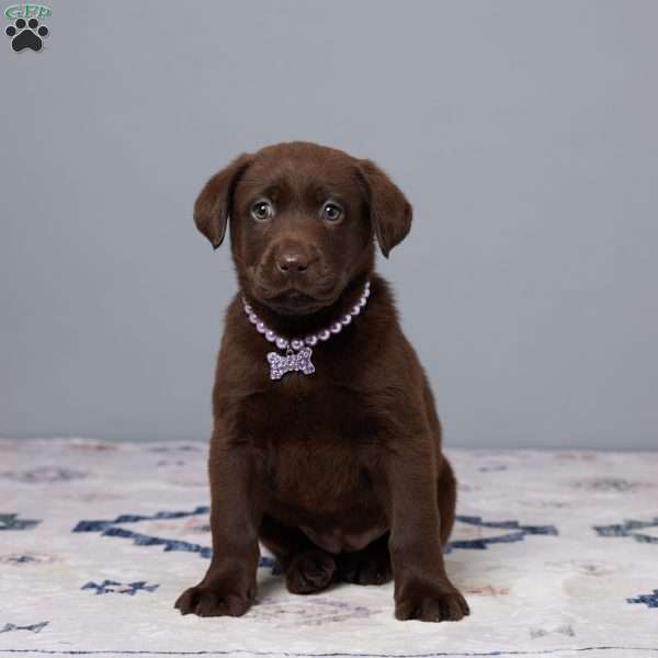 Petunia, Chocolate Labrador Retriever Puppy
